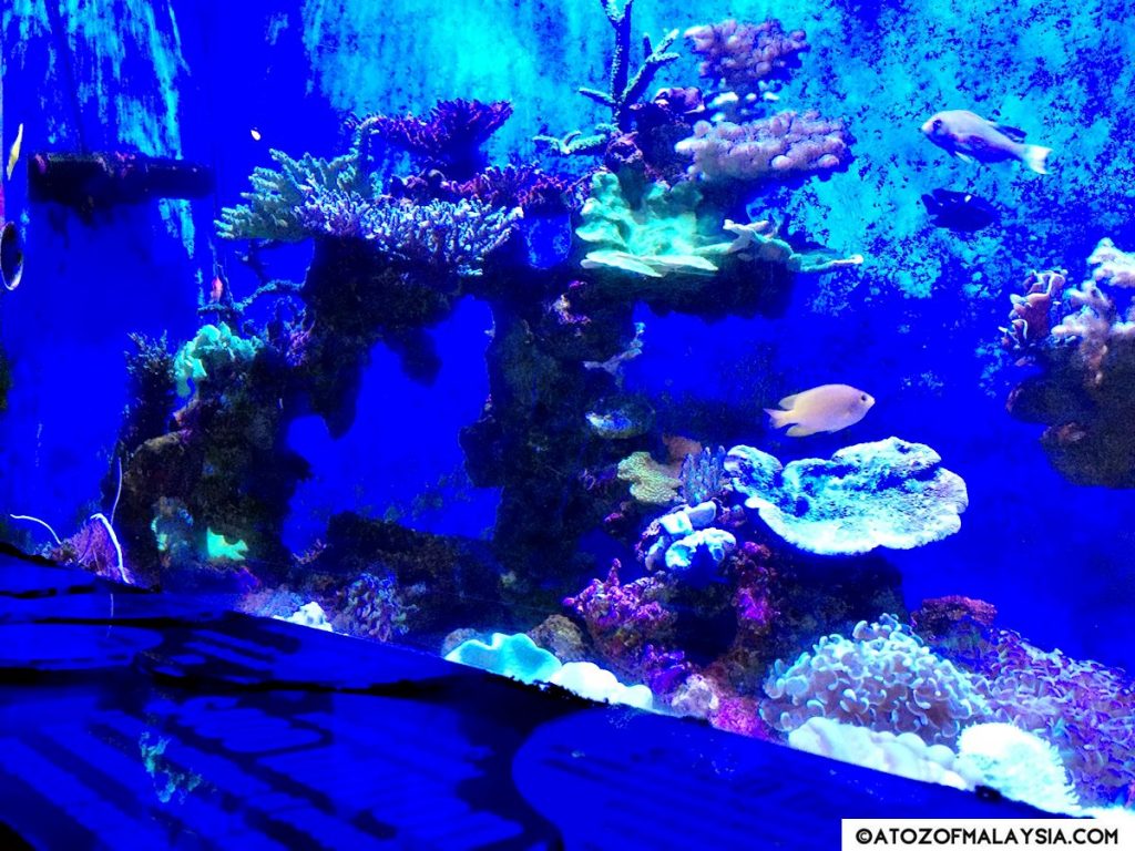 Tales of the Ocean Aquaria KLCC Coral tank 02